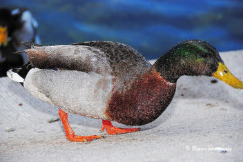 Mallard duck - Kostenloses image #279297